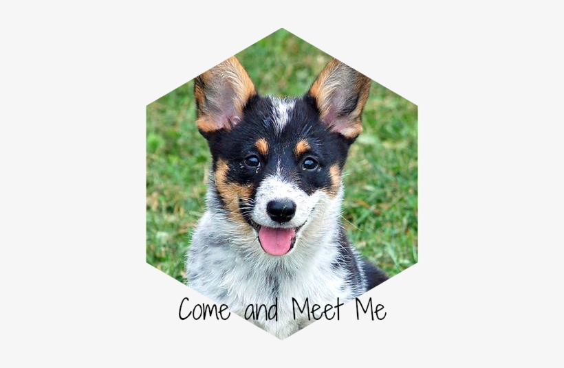 Australian Cattle Dog Corgi Mix Arya The Corgi Mix - Australian Cattle Dog American Eskimo Mix, transparent png