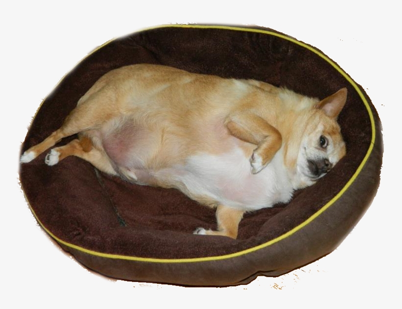 15873290 - Animals Without Neck Meme, transparent png