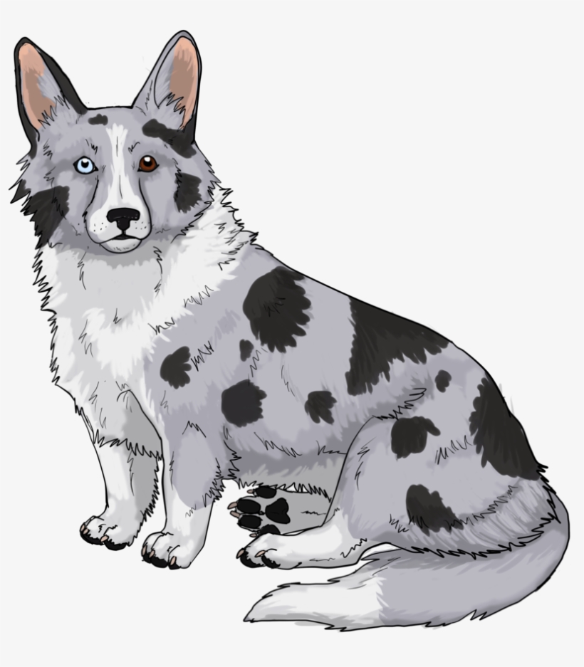 Blue Merle Corgi By Japhleti On Deviantart - Dog, transparent png