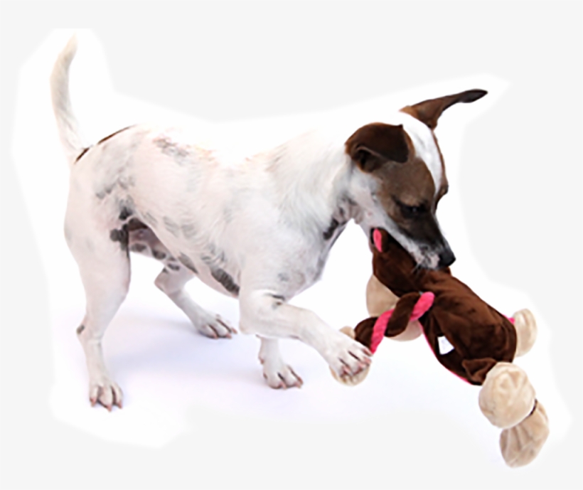 White Dog Bone Png Download - Charming Pet Products 11-inch Pulleez Monkey Plush, transparent png