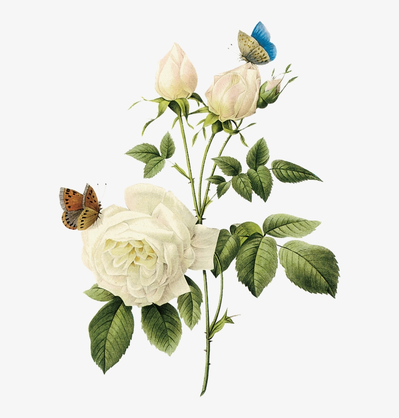Rosa, Rosa Tan Maravillosa Rosa Blanca - White Vintage Flowers Png, transparent png