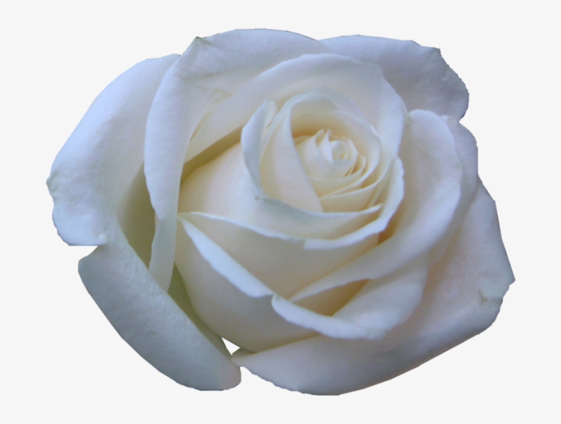 Rosas Blancas - Imagui - Rosas Blancas En Png, transparent png