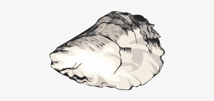 Hard To Find Clip Art Of Crustaceans Shellfish And - Oyster Shell Clip Art, transparent png