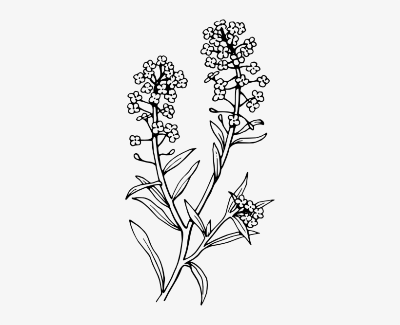 Black And White Lavender Clip Art, transparent png