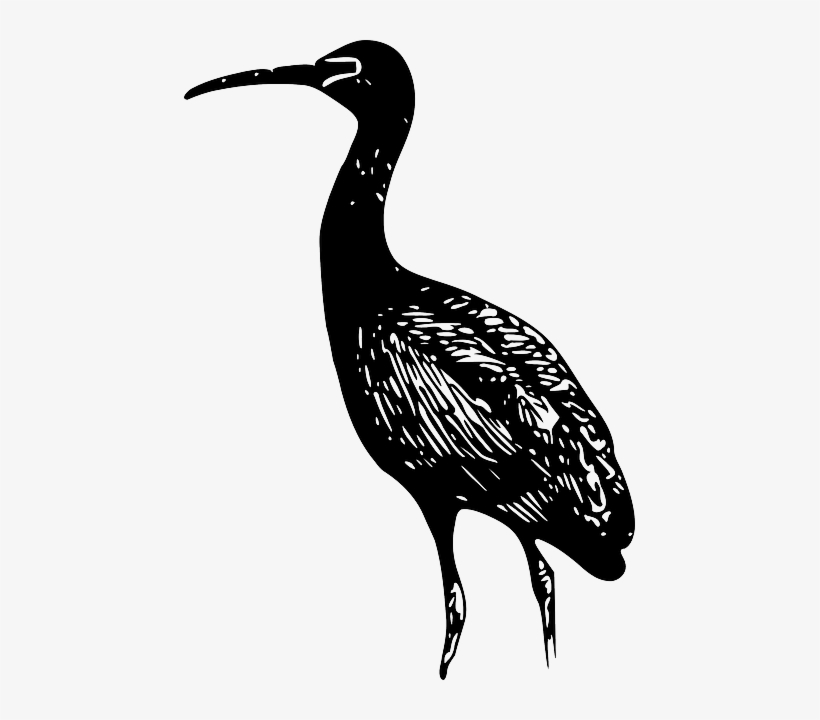 Animals, Glossy, Birds, Ibis, Standing, Animal, Bird - Bald Ibis Vector, transparent png