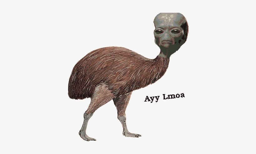 The Dankest Of Memes - Dank Bird Memes, transparent png