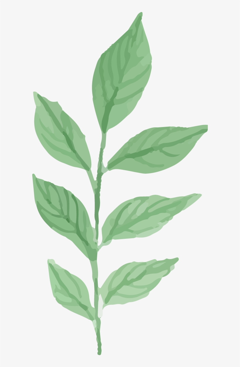 Watercolor Plant Png - Water Color Plants Png, transparent png