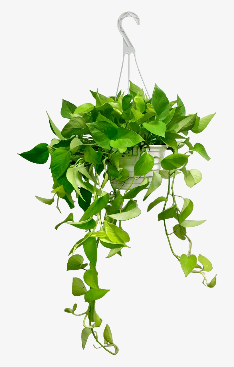 Neon Pothos Hanging Basket - Pothos Hanging, transparent png