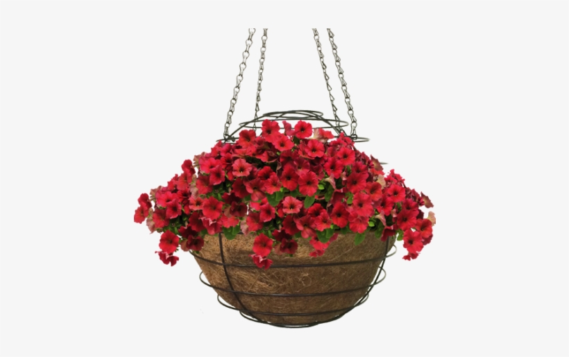 Hazzard's Seeds Petunia-spreading Easy Wave Velour, transparent png