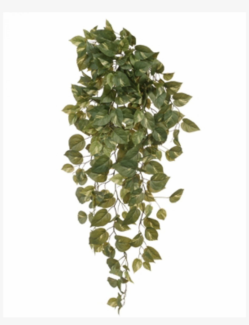 A Pothos Bush Will Boost Your Living Spaces Instantly - River Birch, transparent png