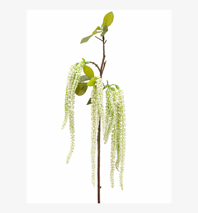 19" Amaranthus Hanging Spray Cream Green - Silk Amaranthus Hanging Spray In Cream Green - 19", transparent png