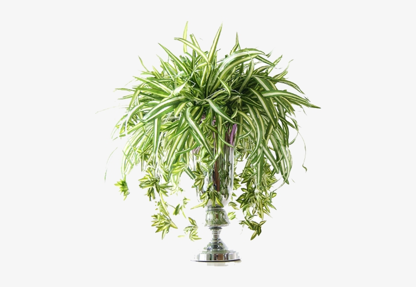 Artificial Spider Plant Flower For Indoor And Outdoor - Tomillopng, transparent png