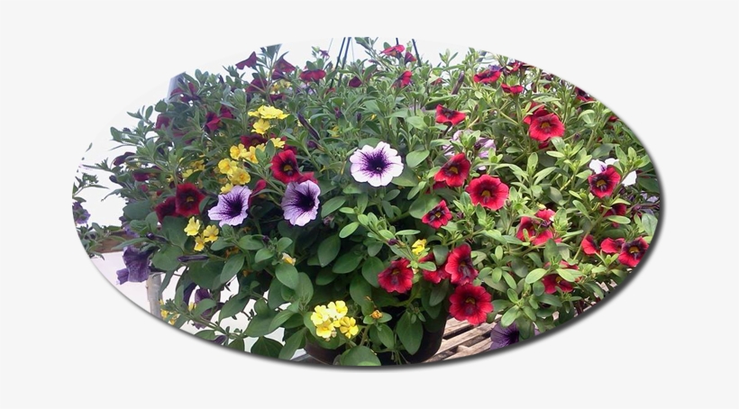 Previous Next - Common Zinnia, transparent png