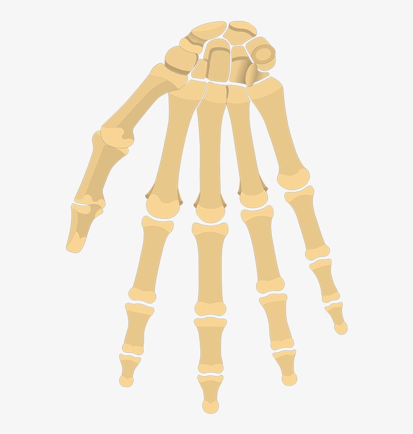 Wrist Bones Png, transparent png