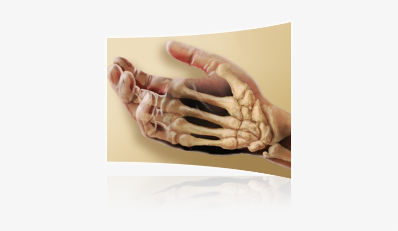 Test - Human Body Skeletal System For Kids, transparent png