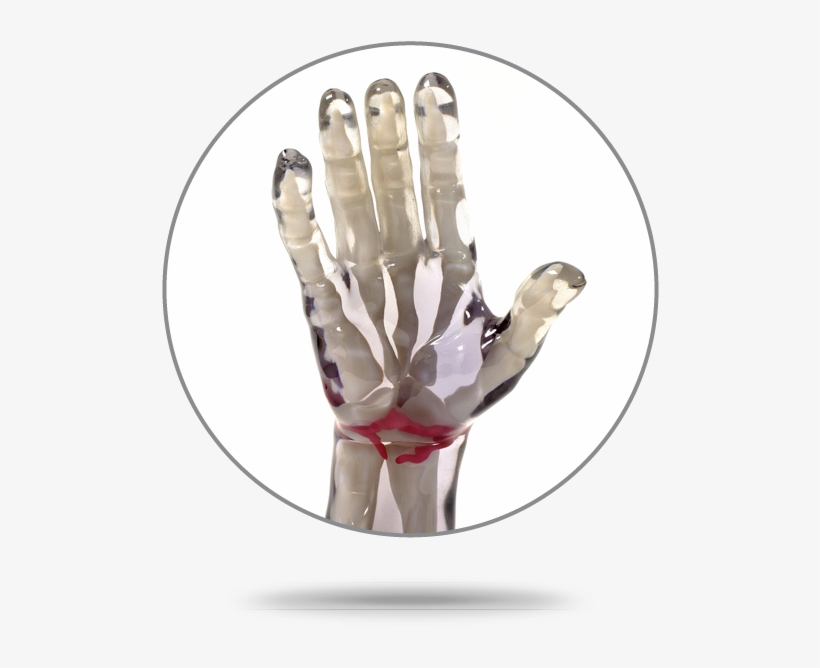Hand - Bone, transparent png