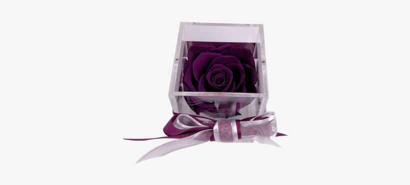 This Beautiful Preserved Rose Will Last More Than A - Garden Roses, transparent png