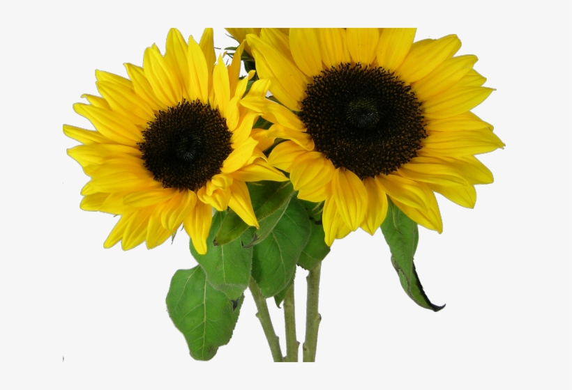 Sunflowers Png Transparent Images - Corn Beans Squash And Sunflowers, transparent png
