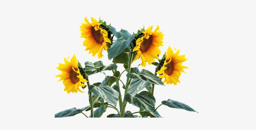 Sunflower, Summer, Sun, Plant - Sunflower Plant Png, transparent png