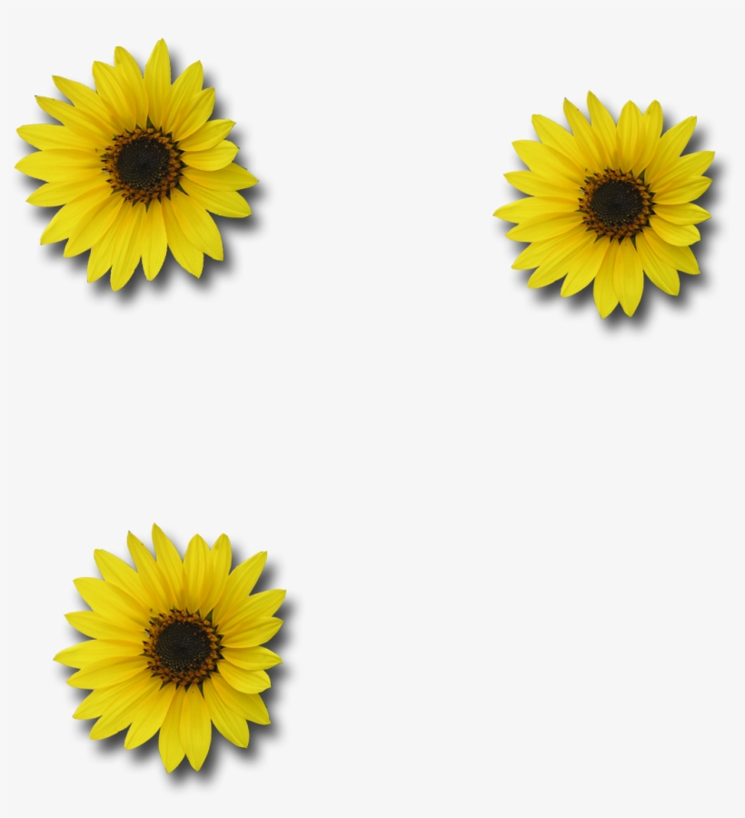 Sunflower Png Download - Portable Network Graphics, transparent png