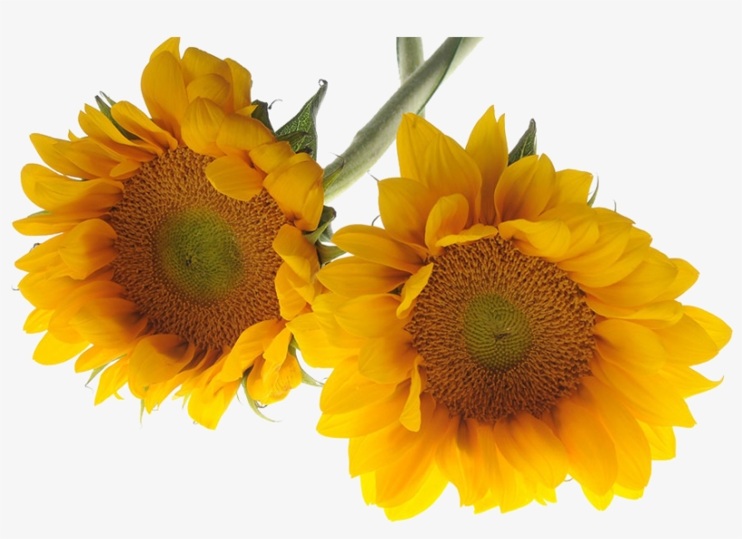 Sunflowers - ดอกไม้ พื้น หลัง สี ขาว สวย ๆ, transparent png