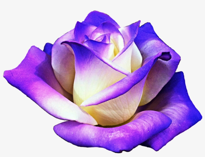Report Abuse - Purple Rose Clipart Png, transparent png