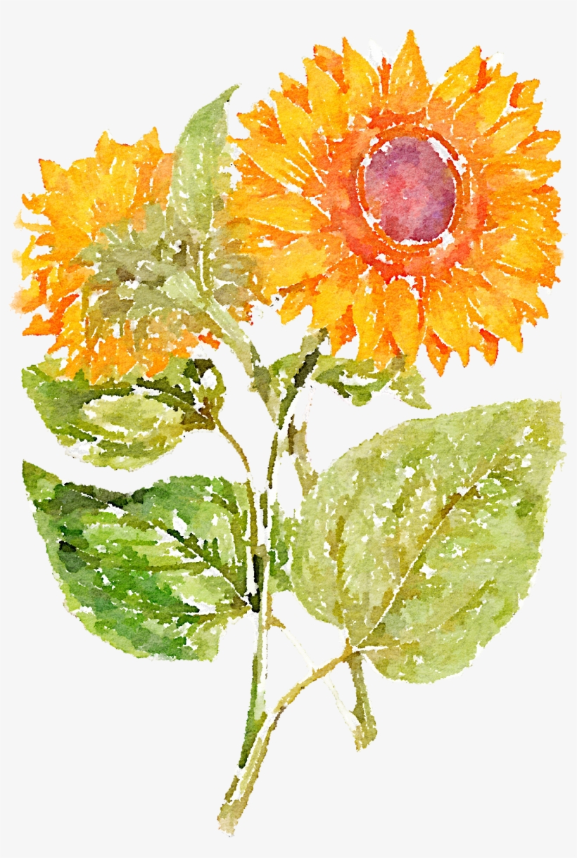 Hand Painted Sunflowers 1366*2048 Transprent Png - John Miller - Sunflower Giclee On Canvas, transparent png
