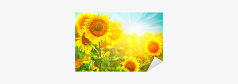 Beautiful Sunflower Blooming On The Field - Beautiful Sunflower Field, transparent png