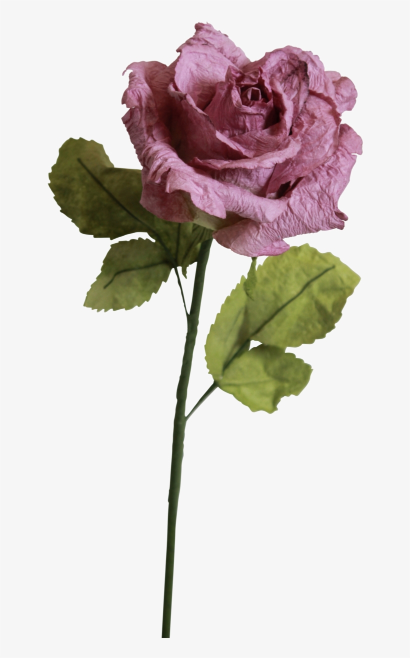 Light Purple Roses - Garden Roses, transparent png