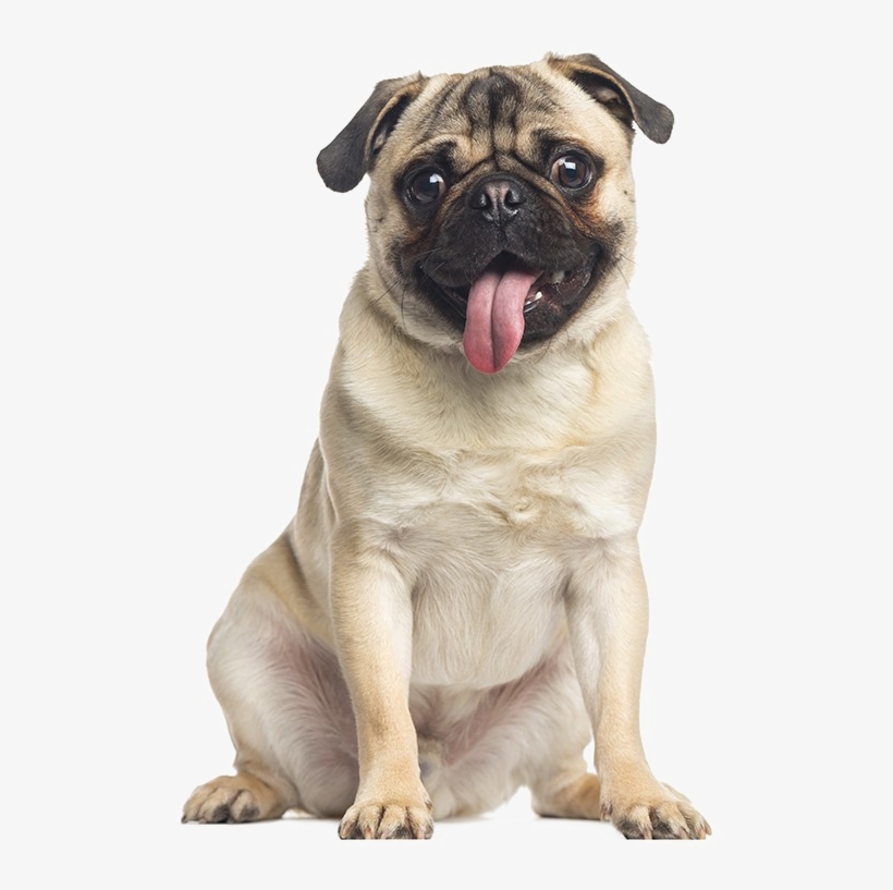Pug Free Png Image - Dog Pug Png, transparent png