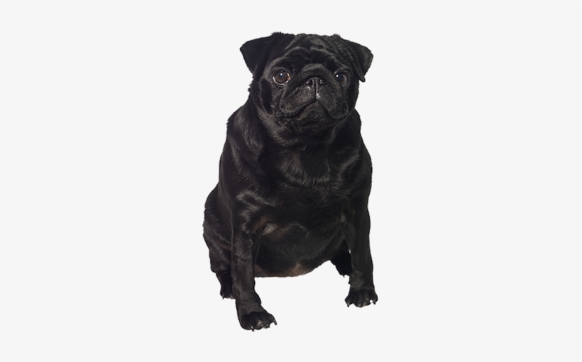 Black Pug Cards - Black Pug Dog Png, transparent png