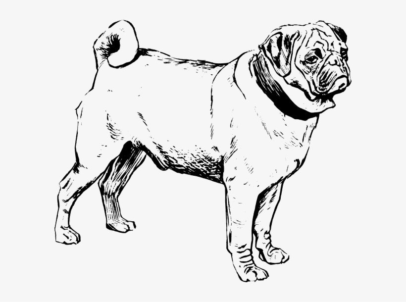 Small - Mamiferos Blanco Y Negro, transparent png