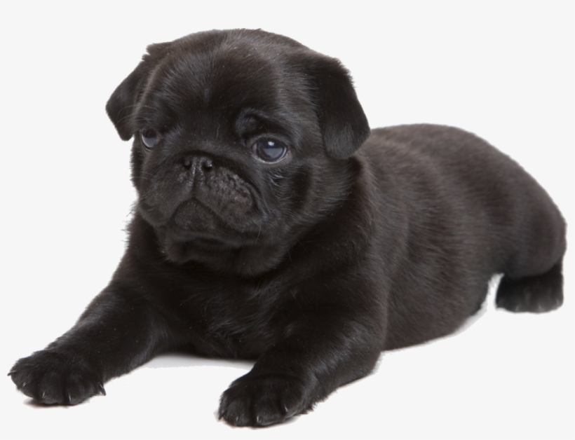 Share This Image - Cafepress Black Pug Tile Coaster, transparent png