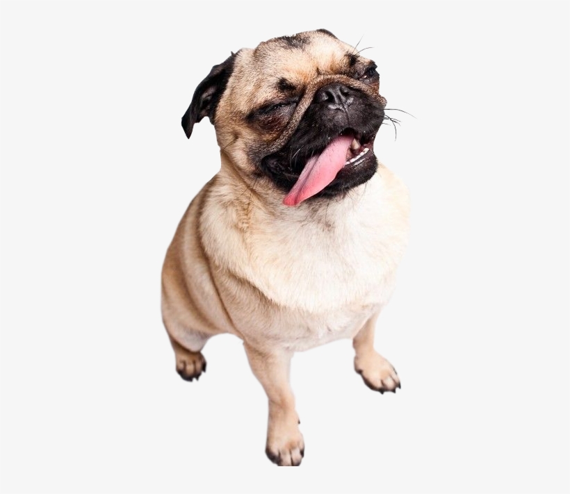 Transparent Happy Pug - De Pug, transparent png