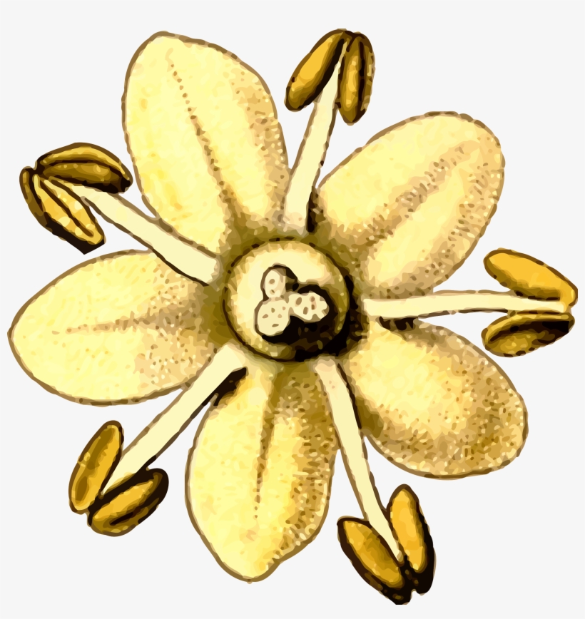 Elderflower By @firkin, From A Drawing In 'medizinal-pflanzen', - Elderflower Art, transparent png