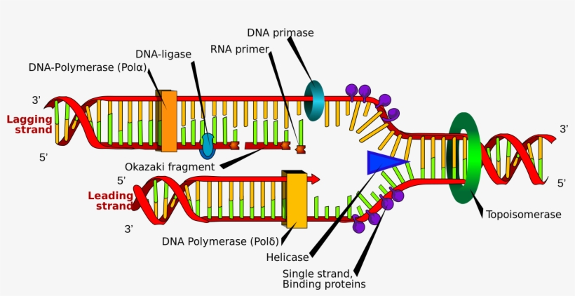 Open - Dna Replication - 2000x973 PNG Download - PNGkit