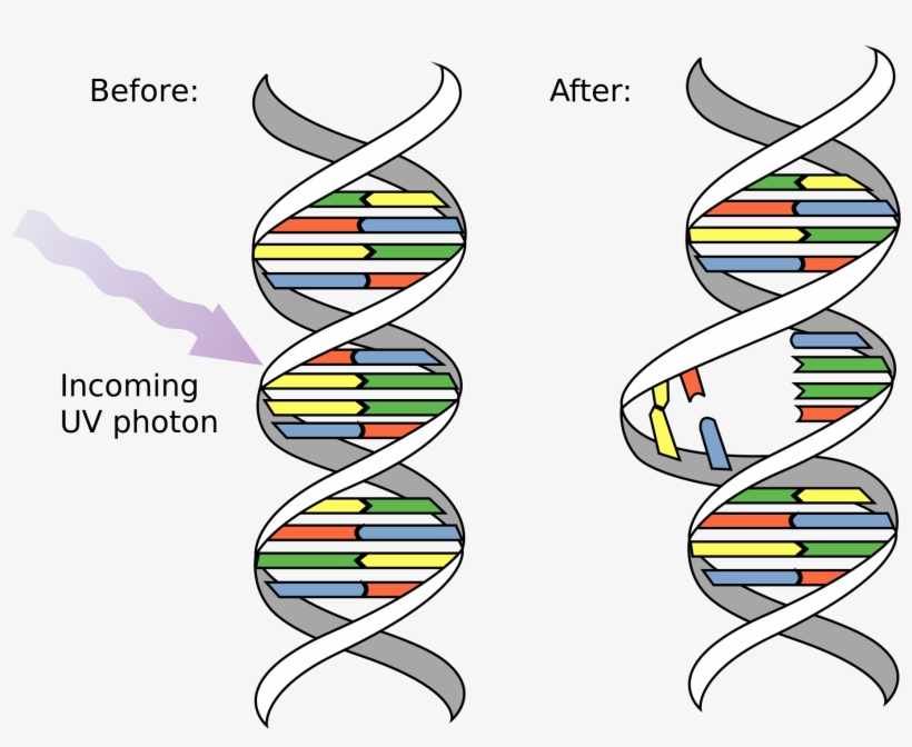 Open - Dna Mutation, transparent png