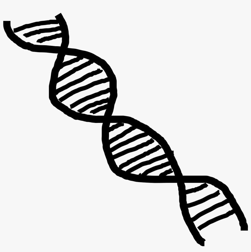 Dna Double Helix - Dupla Helice Png, transparent png