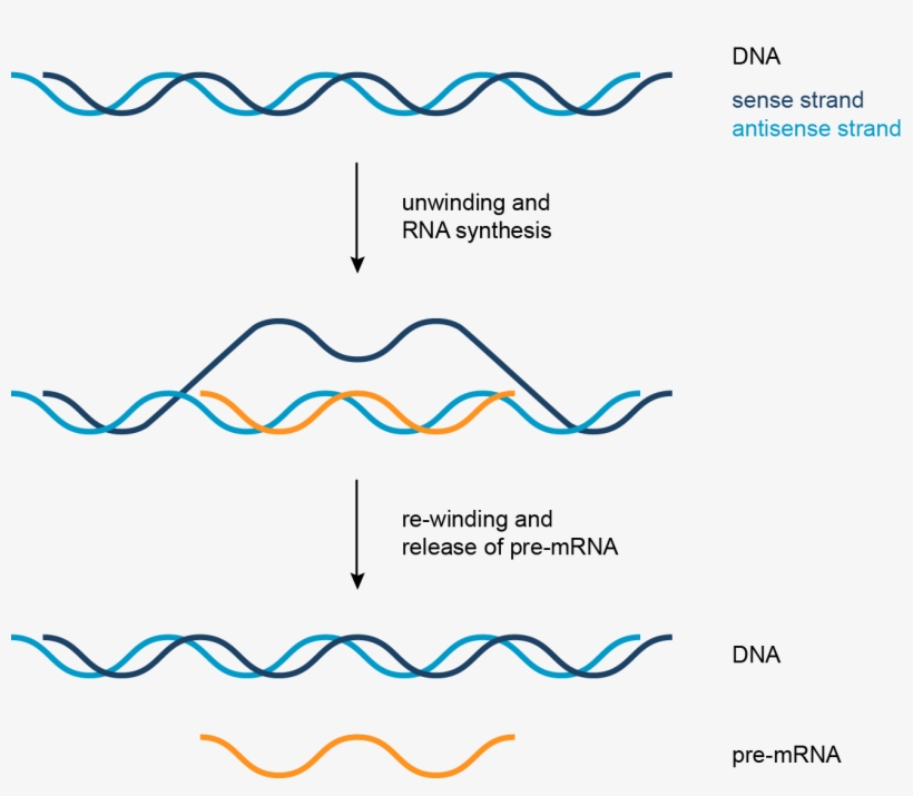 Transcription, transparent png