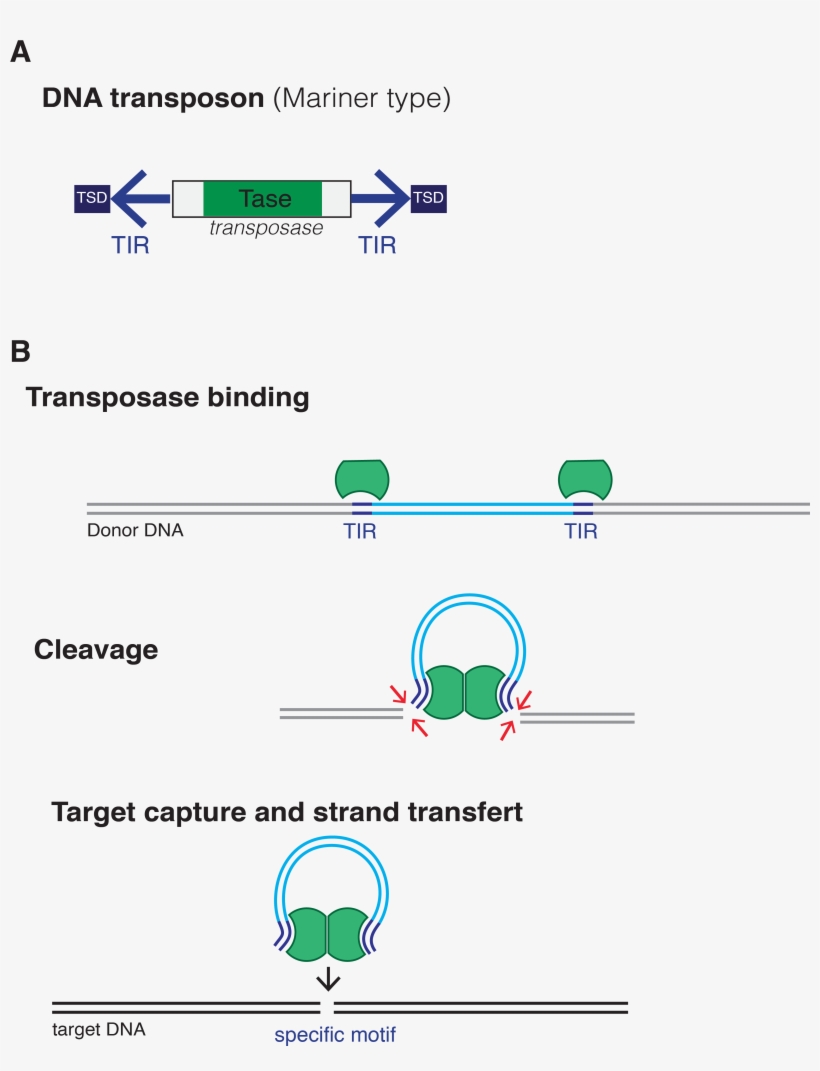 Dna Transposon - Dna Transposons, transparent png