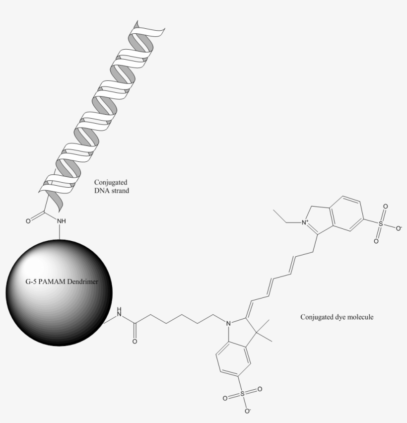 538 Gene Delivery - Dna Dendrimer Conjugate, transparent png