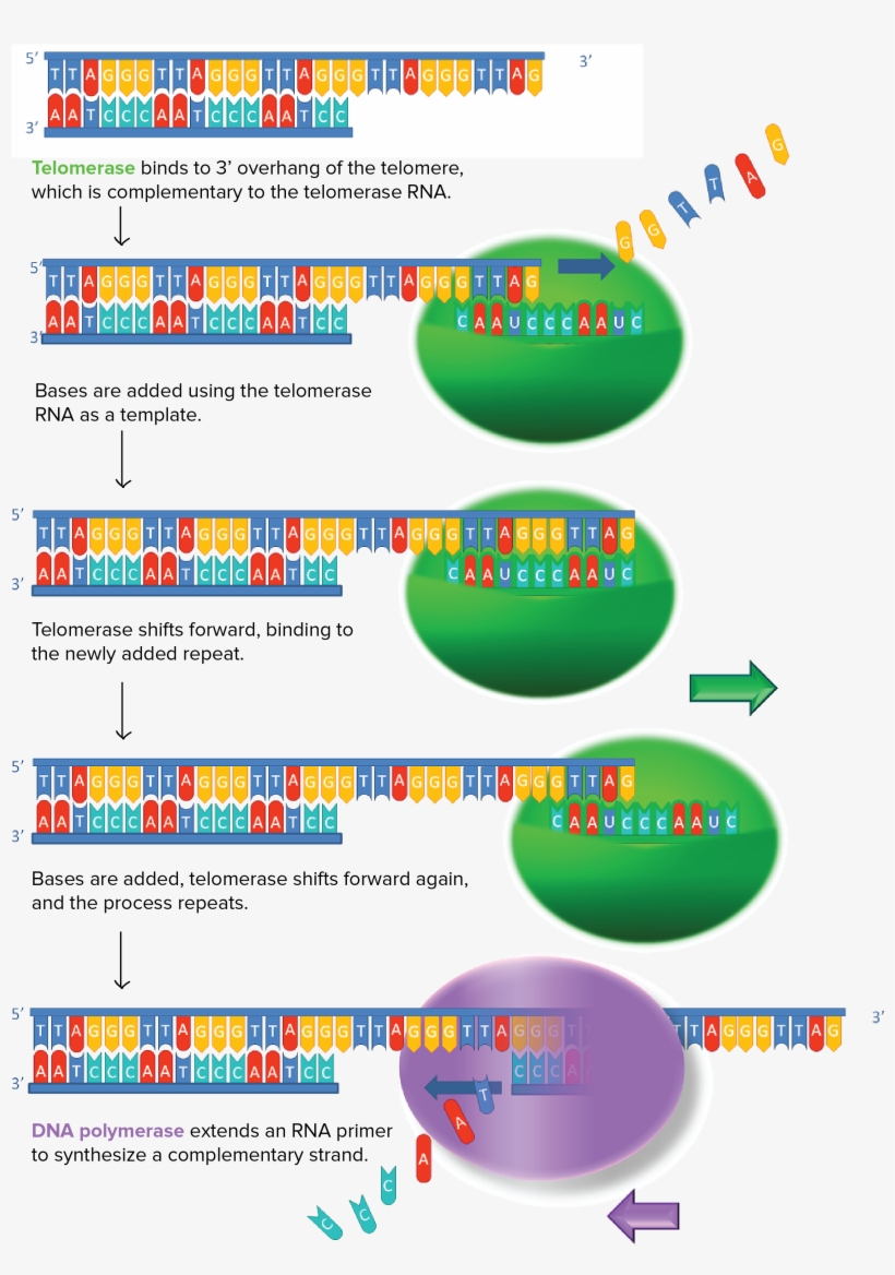 Image Modified From "working Principle Of Telomerase," - Digital Pcr And Liquid Biopsy, transparent png