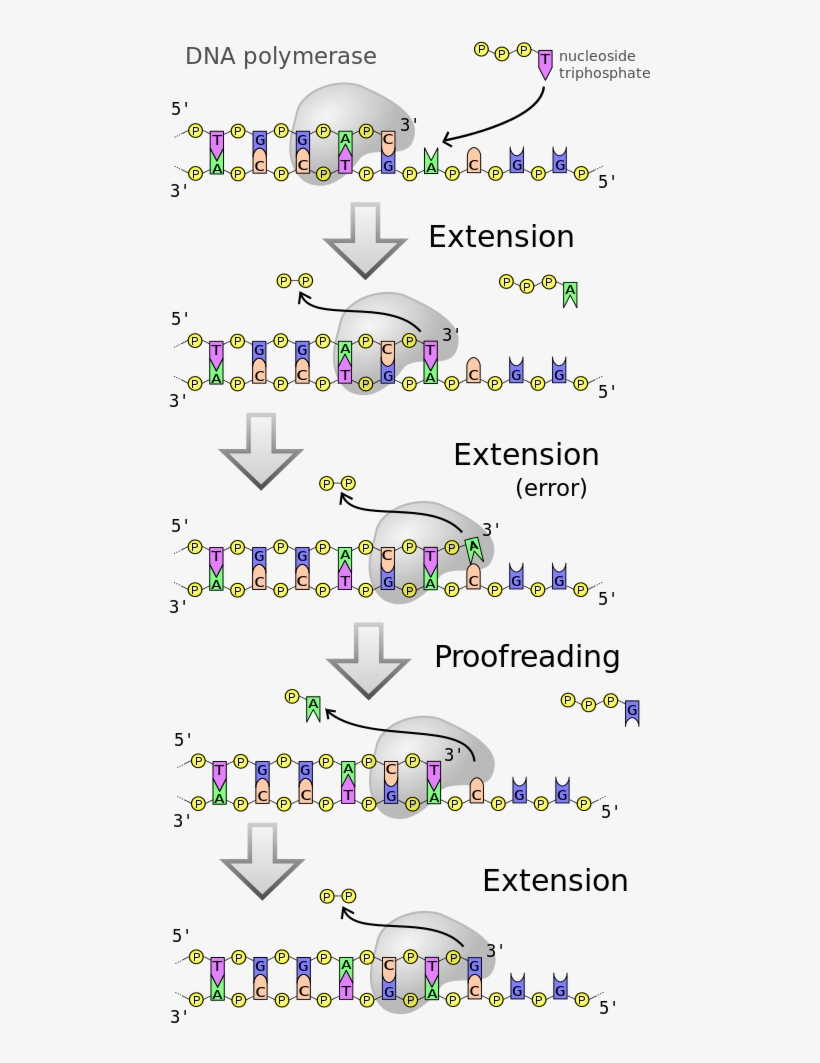 Dna Polymerases Are A Family Of Enzymes That Carry - Proofreading Dna, transparent png