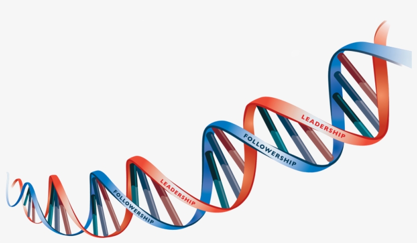 Flipskills Potentiate Your Whole - Dna Png, transparent png