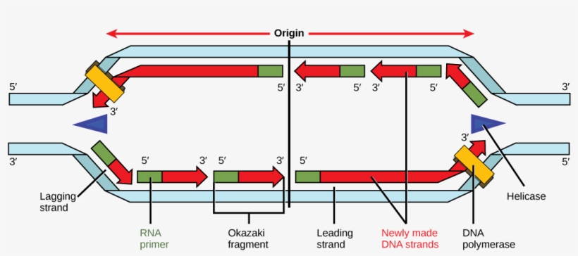 Illustration Shows A Replication Bubble - Replication Bubble Rna Primers, transparent png