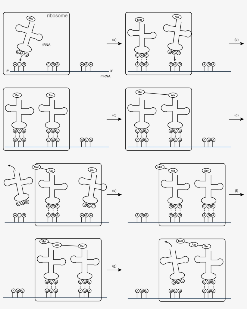 Translation - Trna Template, transparent png