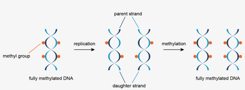 Replication Of Methylated Dna - Dna, transparent png
