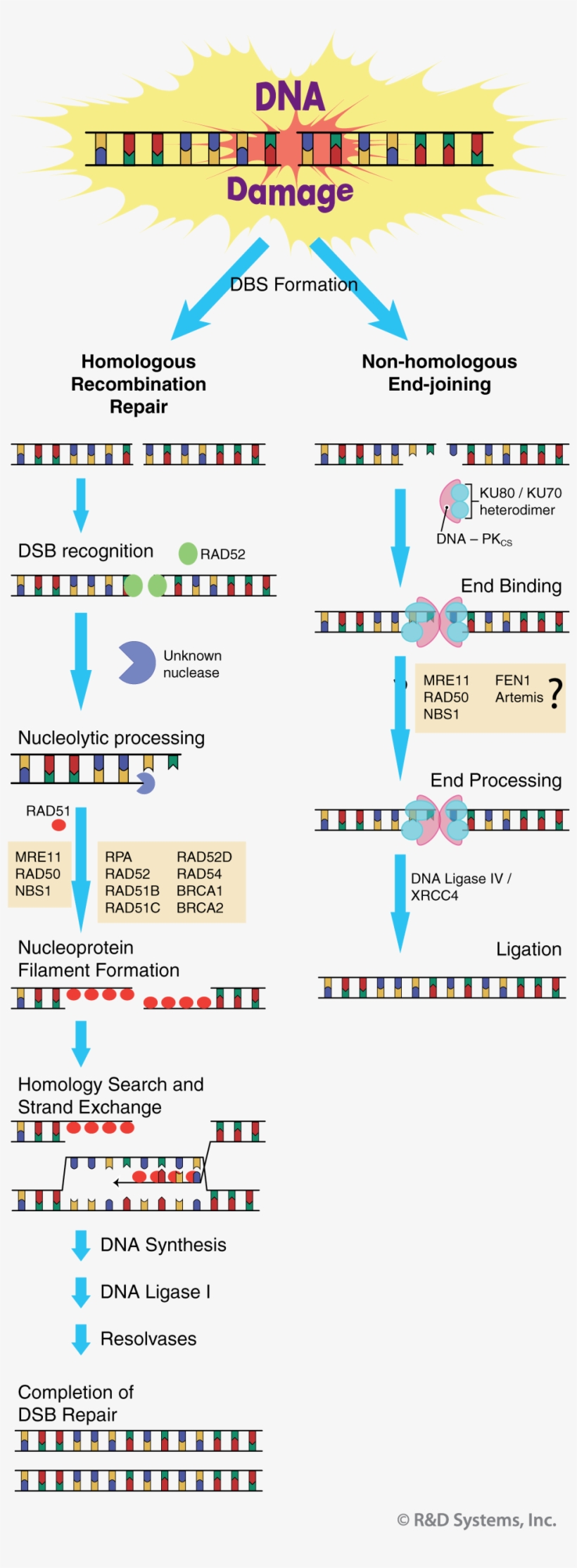Double Strand Break Repair - Dna Repair Dna Ligase, transparent png