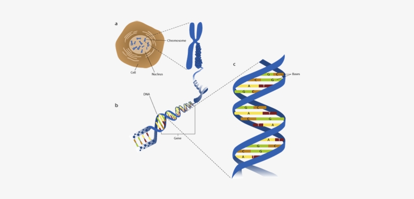 Figure 1 - Phosphate Group Dna Replication, transparent png