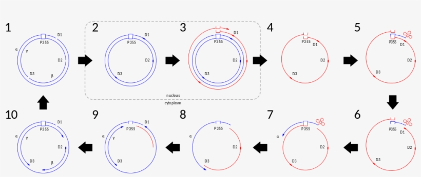 A Diagram Depicting The Steps In The Genome Replication - 仙 腸 関節, transparent png